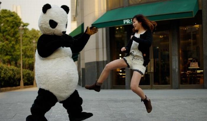 Panda Shorts (17 pics)