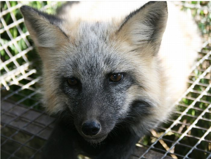 The New Type of Domestic Fox (9 pics)