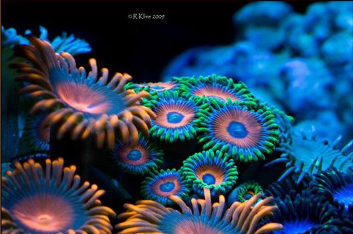 Inspiring Coral Photography (35 pics)