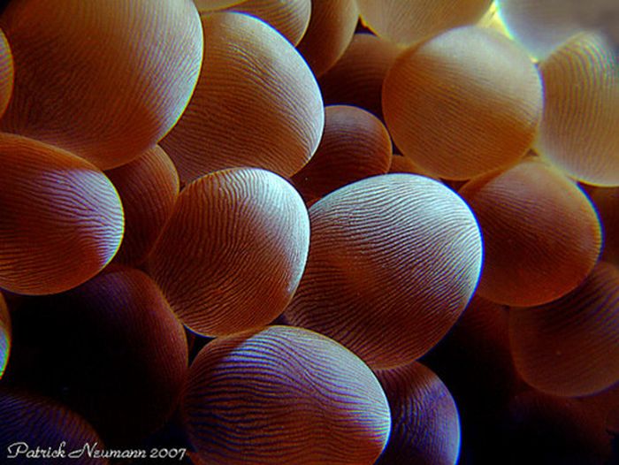 Inspiring Coral Photography (35 pics)
