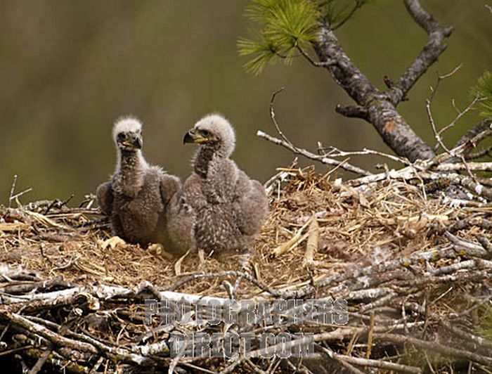 Cute Baby Eagles (25 pics)