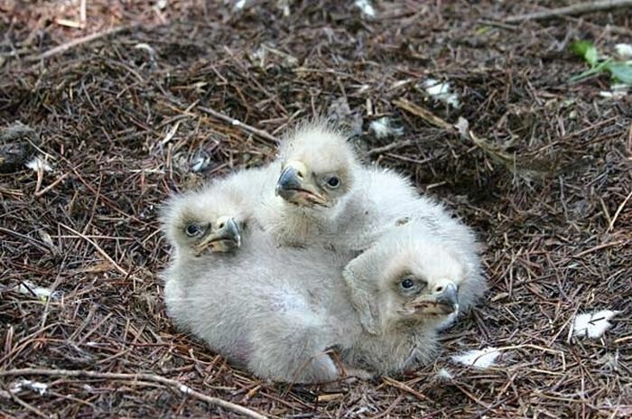 Cute Baby Eagles 25 Pics