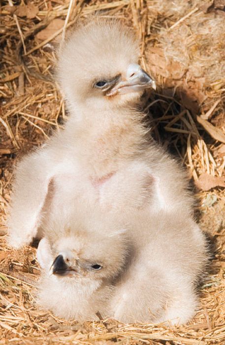 Cute Baby Eagles (25 pics)