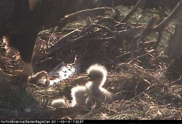 Cute Baby Eagles (25 pics)