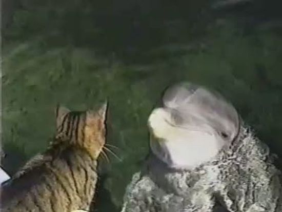 Cat and Dolphin Friendship