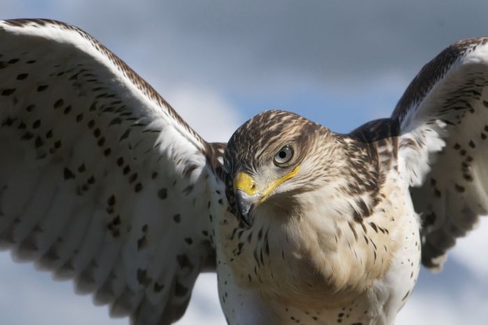 Bird Photography (100 pics)