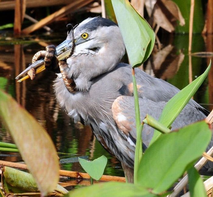 Bird Photography (100 pics)