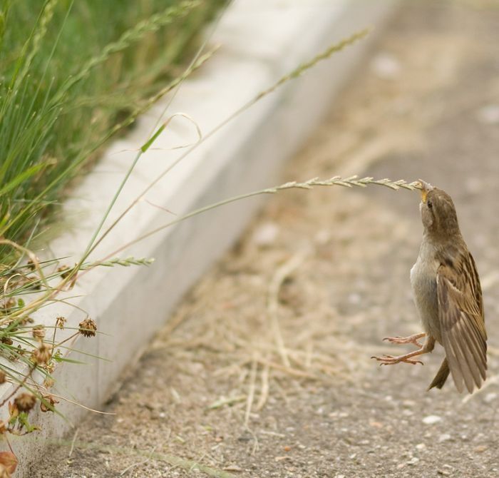 Bird Photography (100 pics)