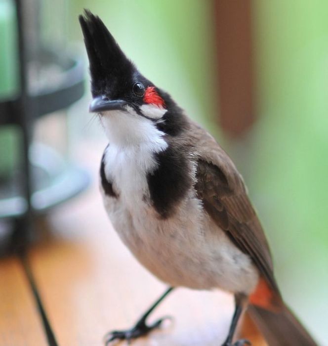 Bird Photography (100 pics)