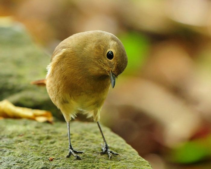 Bird Photography (100 pics)