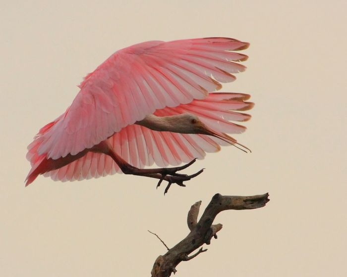 Bird Photography (100 pics)