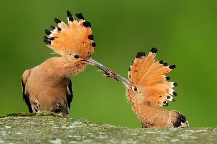 Bird Photography (100 pics)