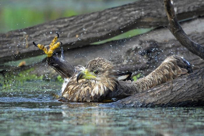 Bird Photography (100 pics)