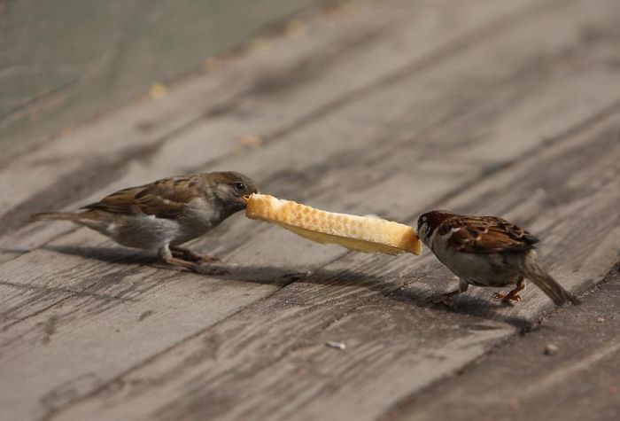 Bird Photography (100 pics)