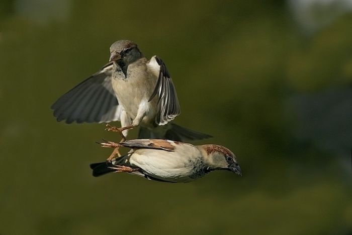 Bird Photography (100 pics)