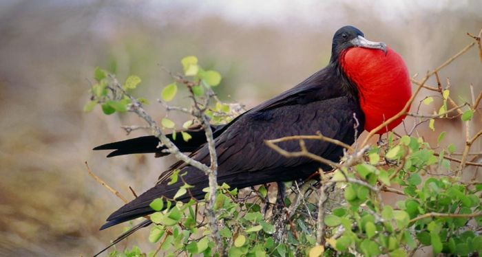 Bird Photography (100 pics)