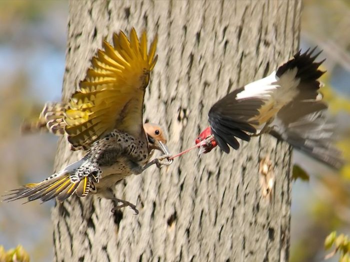 Bird Photography (100 pics)