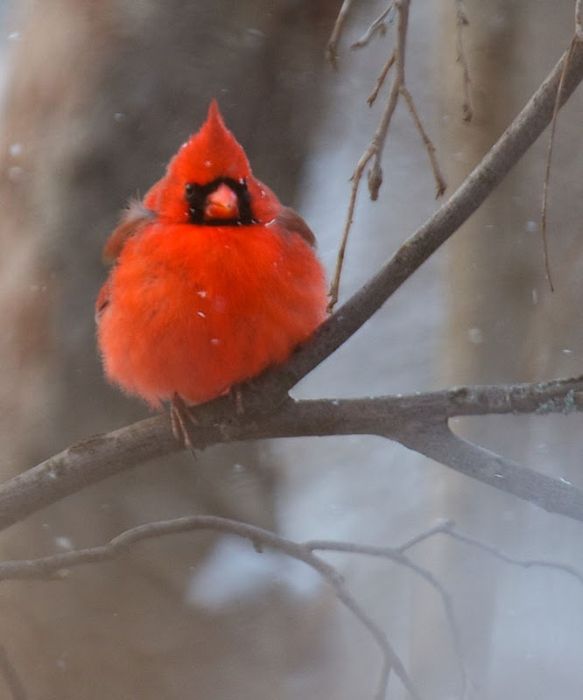 Bird Photography (100 pics)