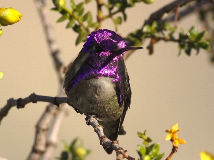 Bird Photography (100 pics)