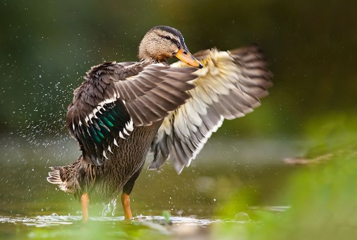 Bird Photography (100 pics)