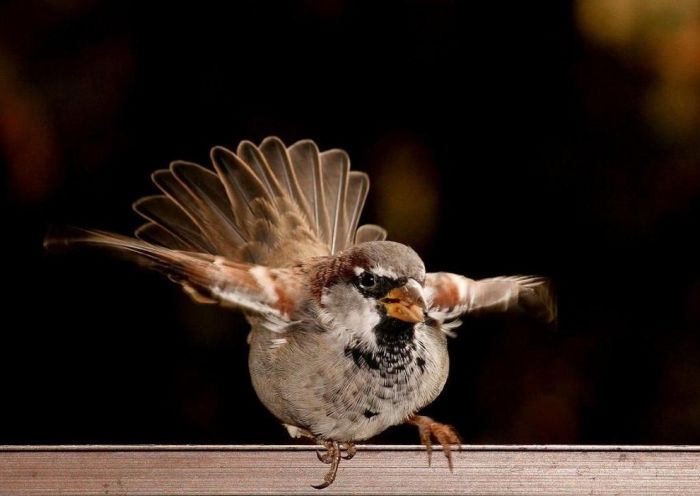 Bird Photography (100 pics)