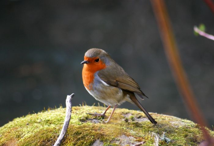 Bird Photography (100 pics)