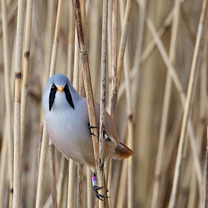 Bird Photography (100 pics)