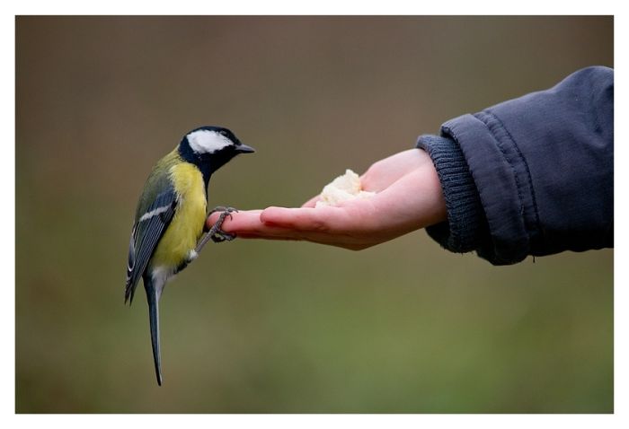 Bird Photography (100 pics)