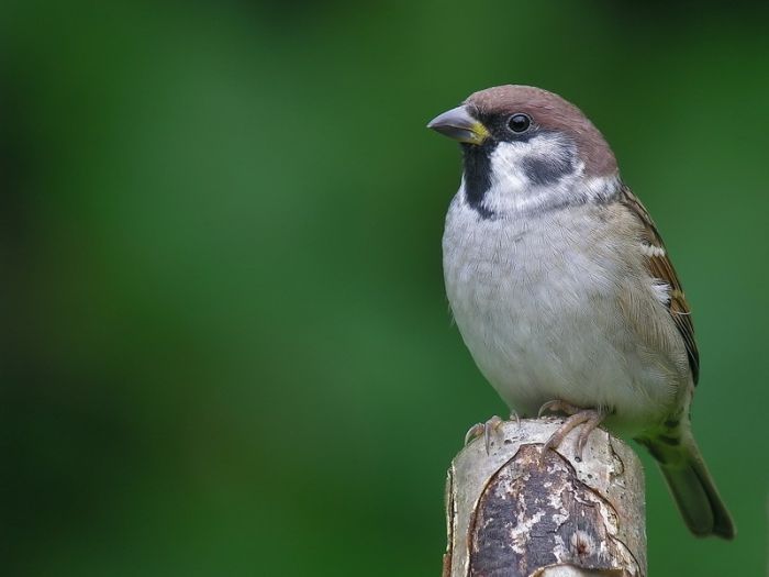 Bird Photography (100 pics)