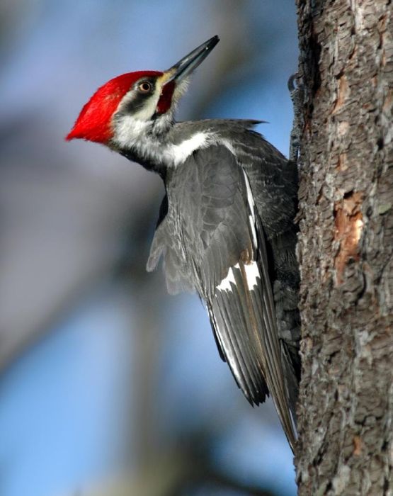 Bird Photography (100 pics)