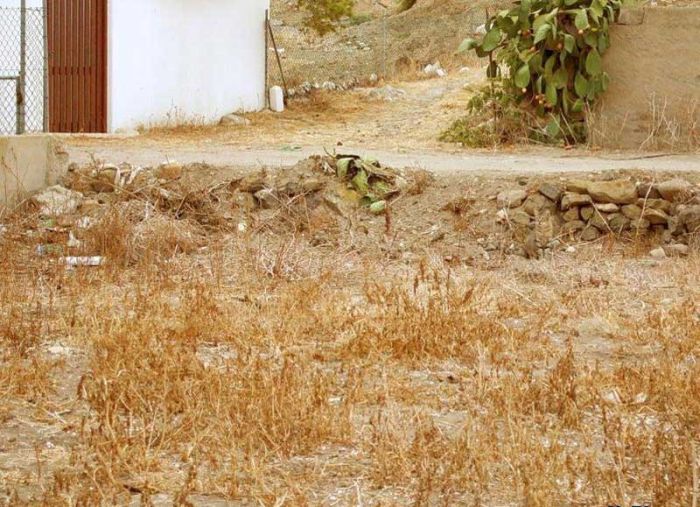 Invisible Cat. Can You Find It? (5 pics)