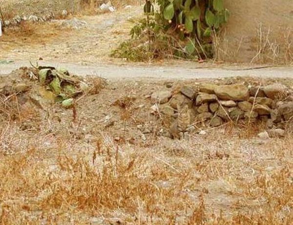 Invisible Cat. Can You Find It? (5 pics)