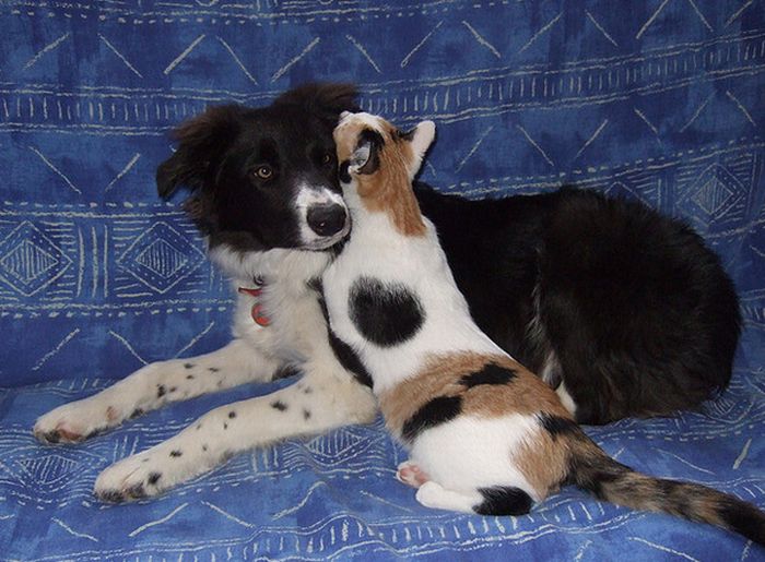 Funny Cats and Dogs Whispering in Ear (16 pics)