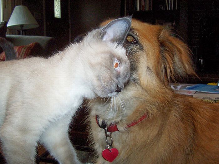 Funny Cats and Dogs Whispering in Ear (16 pics)