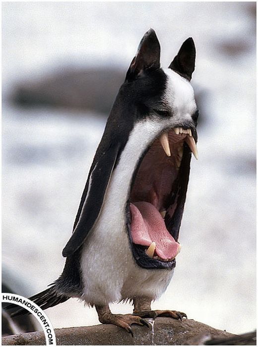 Hilarious Animal Manipulations (30 pics)