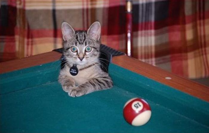 Cute Cats In Pool Tables (15 pics)