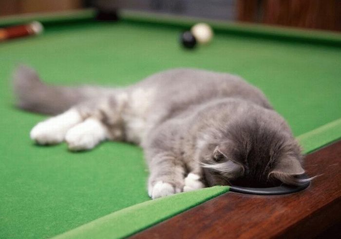 Cute Cats In Pool Tables (15 pics)