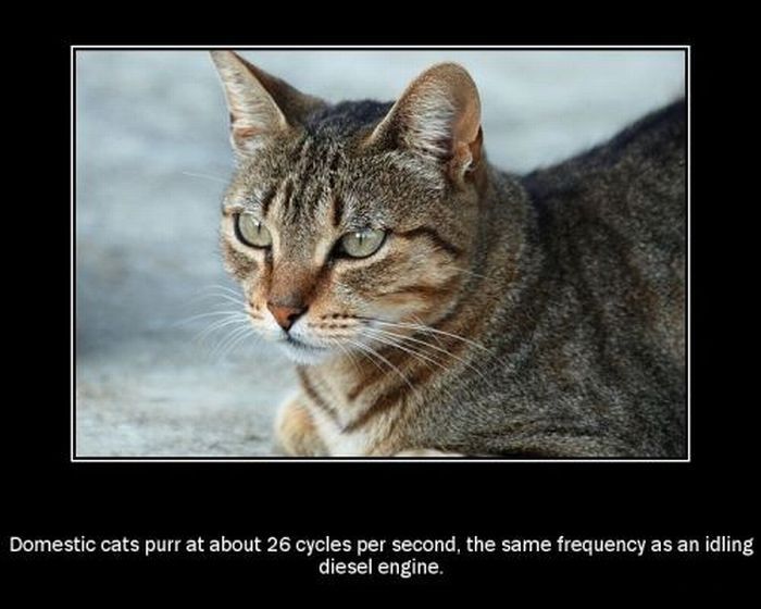 Interesting Facts About Animals (13 pics)