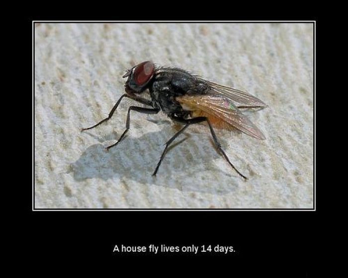 Interesting Facts About Animals (13 pics)
