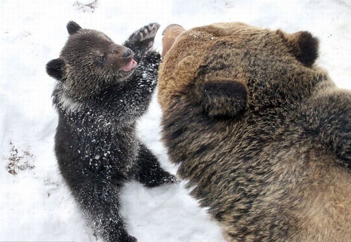 Father Bear Loves His Cub (4 pics)