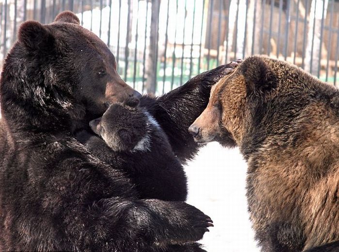 Father Bear Loves His Cub (4 pics)