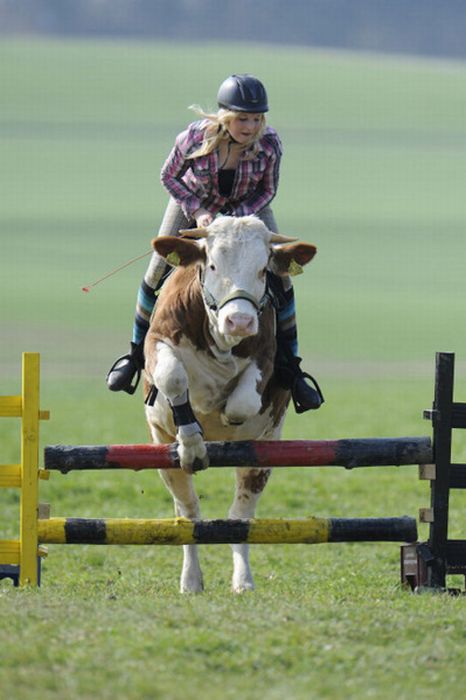 Amazing Show Jumper Cow (10 pics)