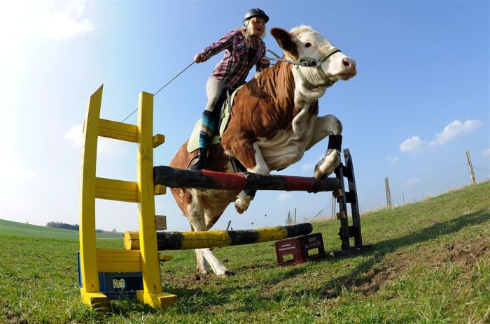 Amazing Show Jumper Cow (10 pics)