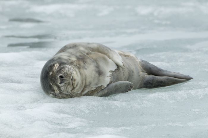 The Morning Routine of the City Seal (16 pics)