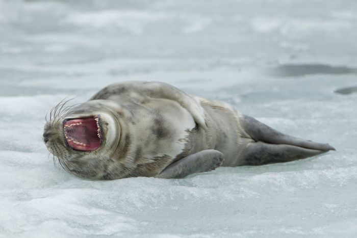 The Morning Routine of the City Seal (16 pics)