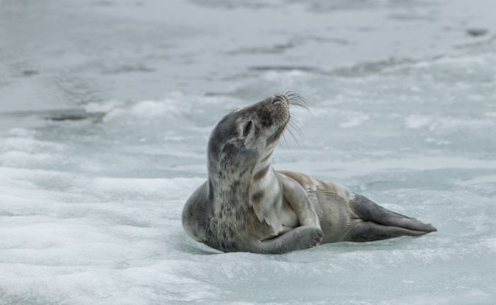 The Morning Routine of the City Seal (16 pics)