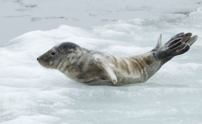 The Morning Routine of the City Seal (16 pics)