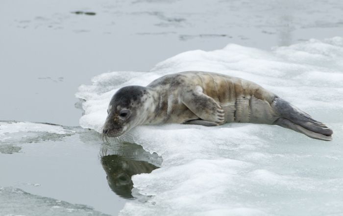 The Morning Routine of the City Seal (16 pics)