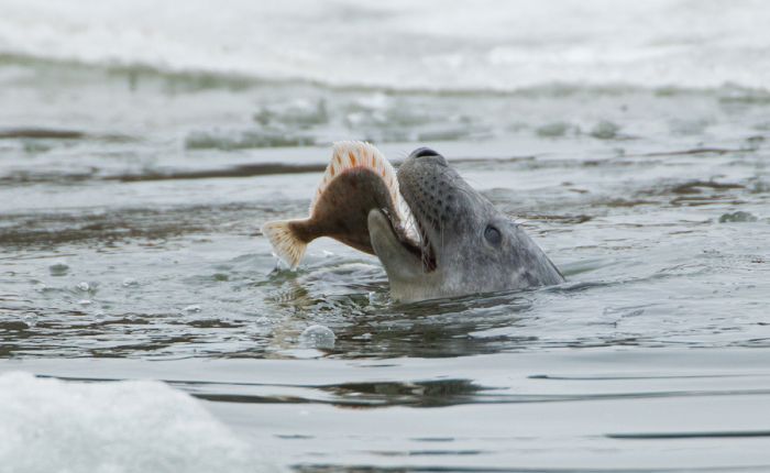 The Morning Routine of the City Seal (16 pics)