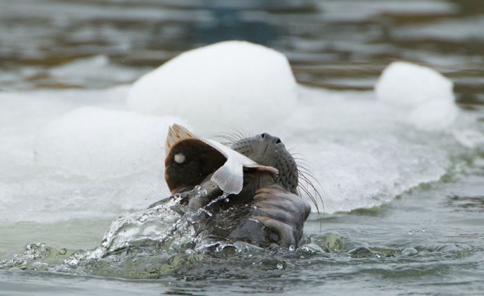 The Morning Routine of the City Seal (16 pics)